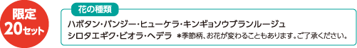 限定20セット 花の種類：ハボタン・パンジー・ヒューケラ・キンギョソウブランルージュ・シロタエギク・ビオラ・ヘデラ