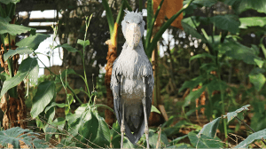 神戸どうぶつ王国